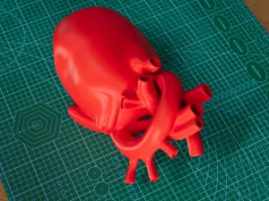 Box case form Anatomical heart