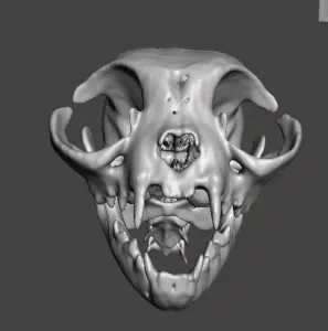 Cat Skull CT