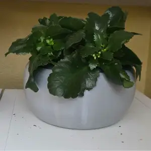 large watertight planter, 25cm diameter, 12 cm high