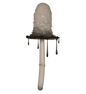 COPRINUS COMATUS