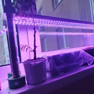 LED lighting for seedlings - led подсветка для рассады