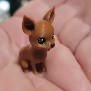 Cute little chihuahua