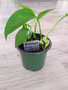 PLANT TAG V2