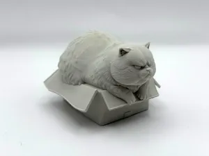 Box Cat