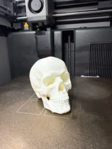 Realistic Human Skull – Detailed 3D Display Model