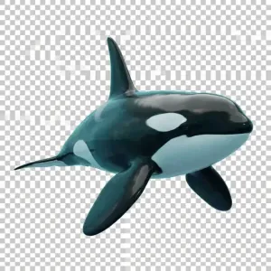 Orca
