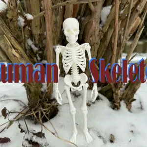 Fully realistic Human Skeleton