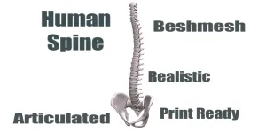 Human Spine Realistic Articulated Beshmesh 3D Print Model
