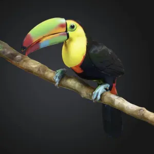 Keel Billed Toucan