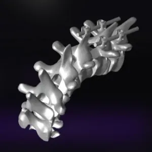 spine