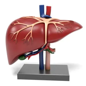 Liver organ