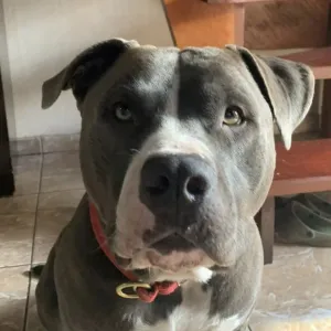 American bully