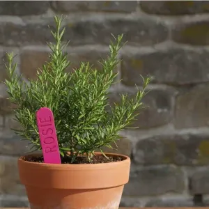 Plant stakes: rosemary / rosie