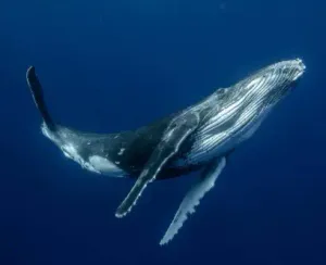 flexi whale