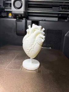 Anatomical Human Heart Model – 3d print Detailed
