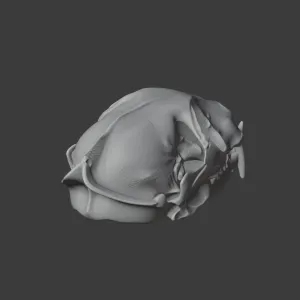 Flat-headed Cat Skull