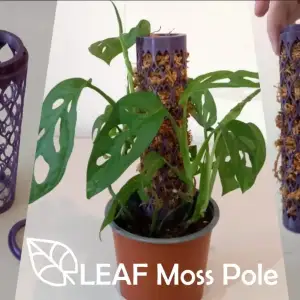 Leaf moss pole