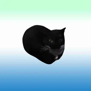 Maxwell The Cat