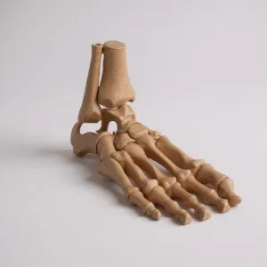 foot human anatomy bones