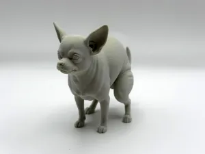 Pooping Chihuahua