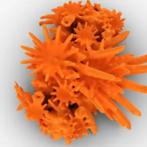 Coral