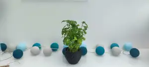 cache pot
