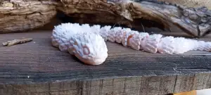 spike cobra