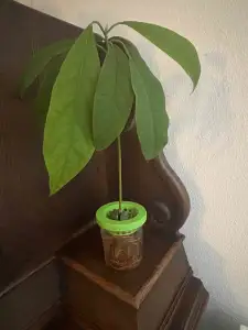 Planting an avocado on the lid of a Bonne Maman jar.