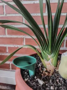 Self-Watering