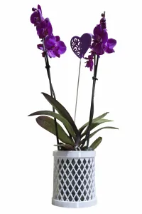 Orchid Pot