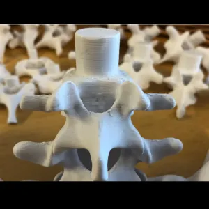 vertebra eğtim modeli