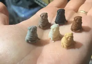 pug