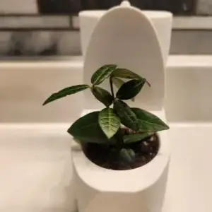 self wattering toilet plant pot