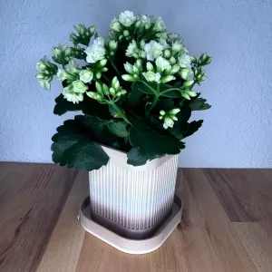 Blumentopf modern 5 grössen