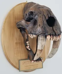 Smilodon Skull Fossil
