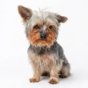 York shire terrier