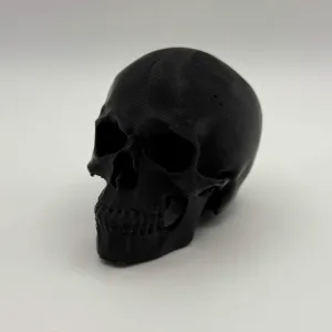 Anatomical Skull Decoration