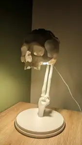 scull lamp
