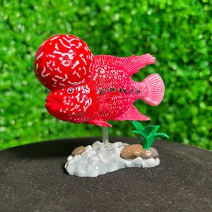 FLOWER HORN FISH - FLOWERHORN CICHLID
