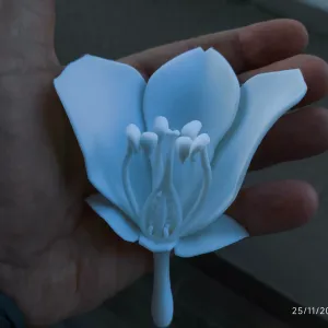 Flower Anatomy