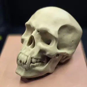 Vampire Skull