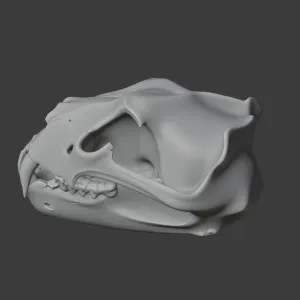 Barbary Lion Skull