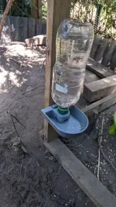 Chicken Water Dispenser