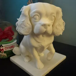 Cavalier King Charles