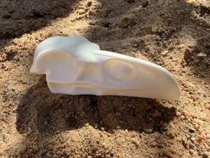 Raven skull easy print