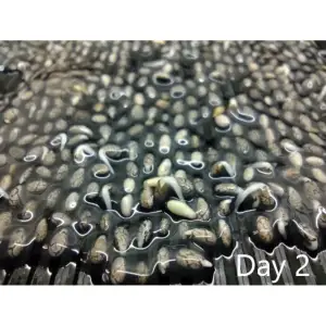 Seed germinator