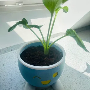 Maceta Odish Pokemon