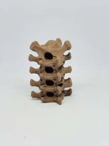 脊骨