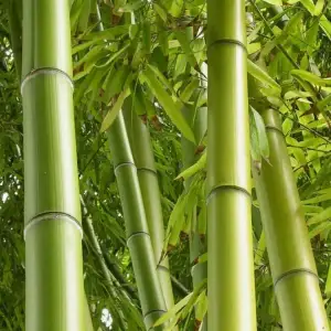 bamboo
