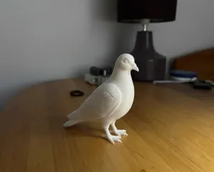 Pigeon 3D Model